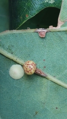 Neuroterus anthracinus