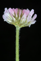 Trifolium fragiferum
