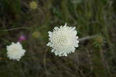 Scabiosa columbaria