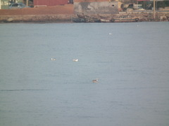 Chroicocephalus ridibundus