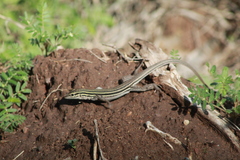 Aspidoscelis exsanguis