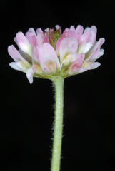 Trifolium fragiferum