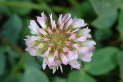 Trifolium fragiferum