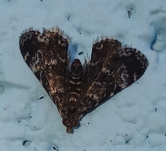 Elophila obliteralis