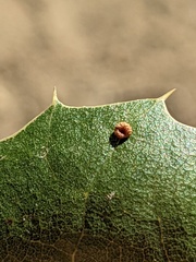 Dryocosmus minusculus