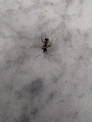 Raglius confusus