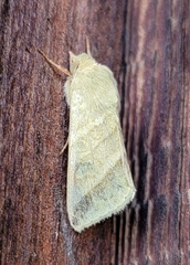Chloridea virescens