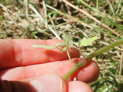 Neolasioptera impatientifolia