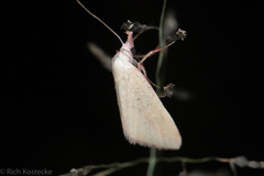 Phytometra obliqualis