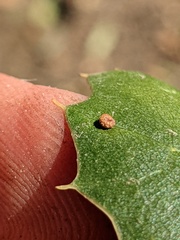 Dryocosmus minusculus