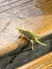 Meconema thalassinum