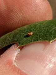 Dryocosmus minusculus