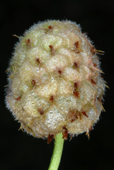 Trifolium fragiferum