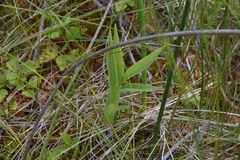Maianthemum stellatum