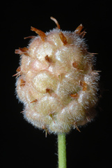 Trifolium fragiferum