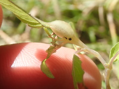 Neolasioptera impatientifolia