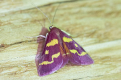 Pyrausta tyralis