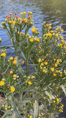 Euthamia occidentalis