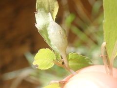 Neolasioptera impatientifolia