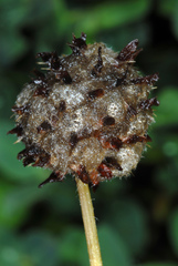 Trifolium fragiferum