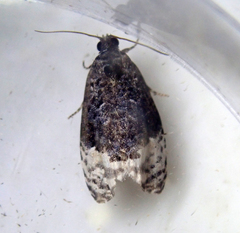 Apotomis betuletana