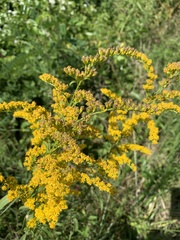 Solidago juncea