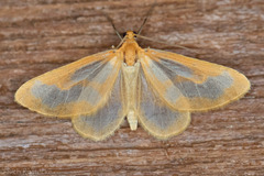 Eubaphe helveta