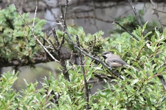 Poecile hudsonicus