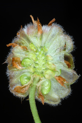 Trifolium fragiferum