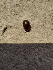 Chrysolina americana