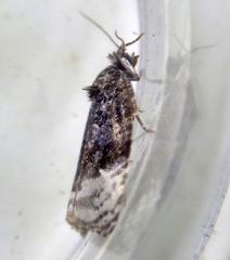 Apotomis betuletana