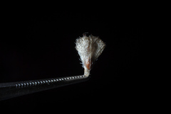 Trifolium fragiferum