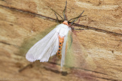 Pygarctia roseicapitis