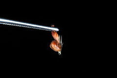 Trifolium fragiferum