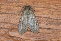 Pseudohemihyalea labecula