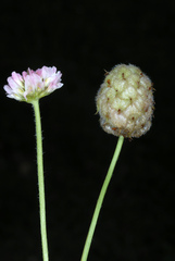 Trifolium fragiferum