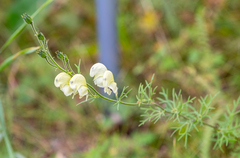 Aconitum anthora