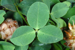Trifolium fragiferum