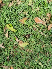 Amauris albimaculata