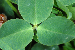 Trifolium fragiferum