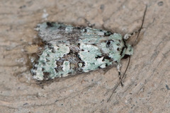 Lacinipolia implicata