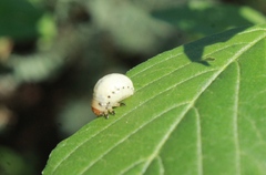 Chrysomelidae