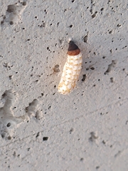 Melitaea didyma