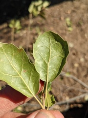 Dryocosmus minusculus