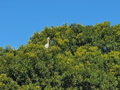 Ardea cinerea cinerea