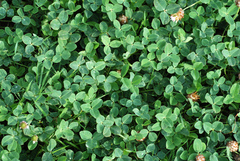 Trifolium fragiferum