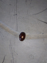 Chrysolina americana