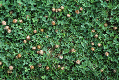 Trifolium fragiferum