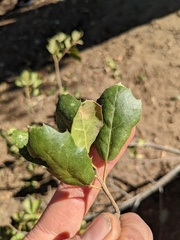 Dryocosmus minusculus