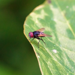 Muscidae